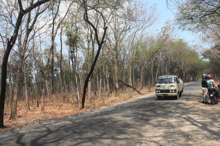 Hutan Gangsiran (8)