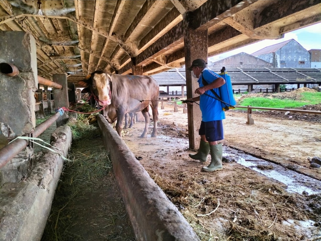 RPH Surabaya Tolak Hewan Ternak dari Empat Kabupaten Suspect PMK