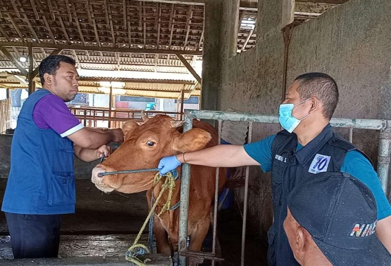 stazq6t4hg88e6o