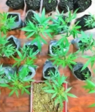 Polres Malang Temukan 38 Batang Tanaman Ganja di Kecamatan Tumpang